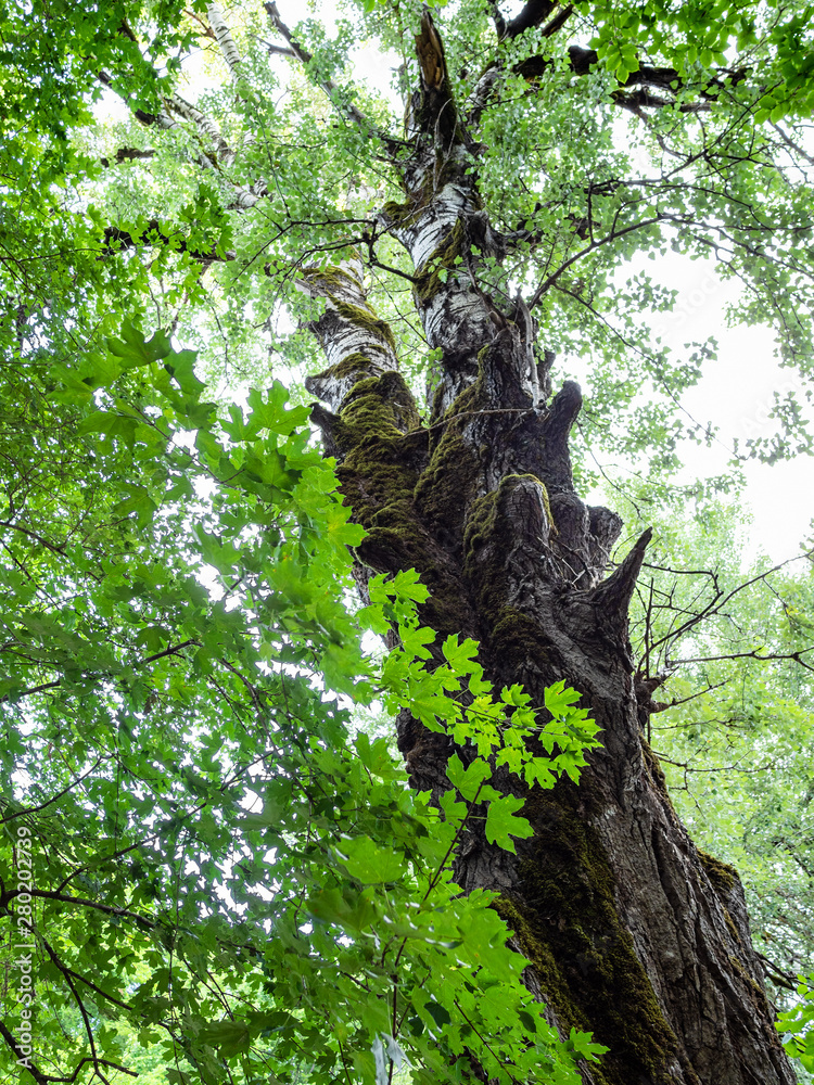 green maple twigs and old birch tree in forest green maple twigs and old birch tree in forest