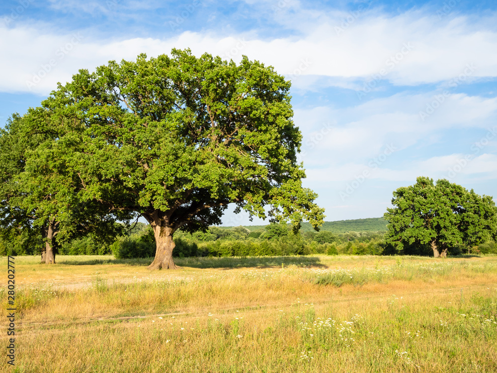oak grove near dirty road at summer sunset oak grove near dirty road at summer sunset