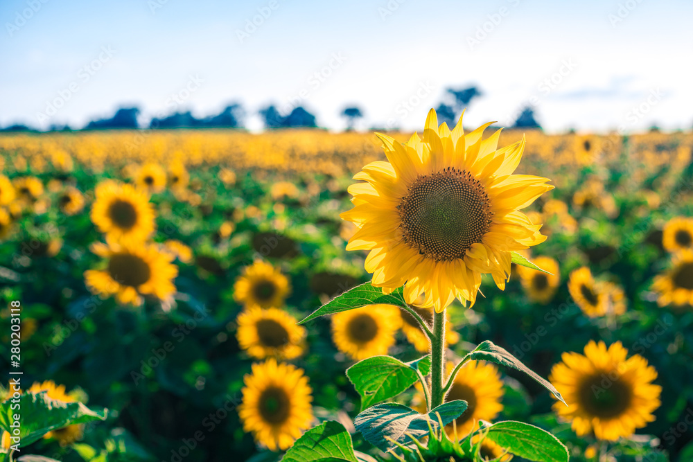 Fototapeta premium Sonnenblume