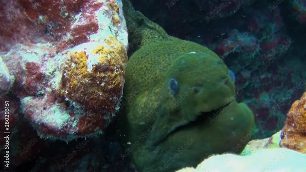 Large Green Moray Eel Close Up With Broken Jaw & Mouth Opening With