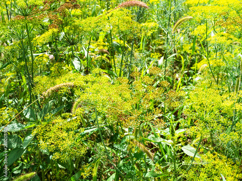 yellow blossoms of dill herbs in overgrown garden