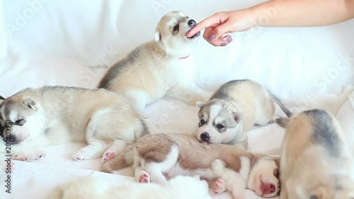 cute puppies play with each other