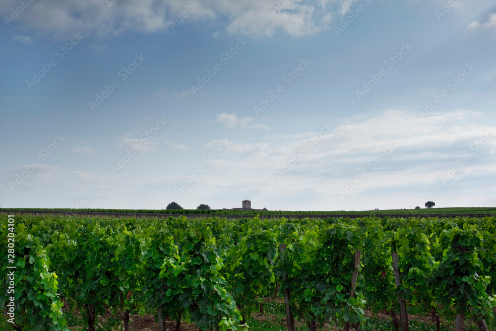 Vineyard landscape in St. Emilion village