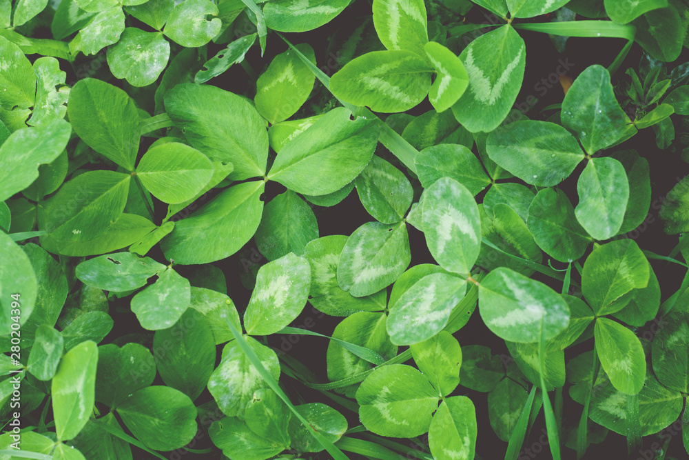 Background of green clover leaves growing on the field. Background of green clover leaves growing on the field.