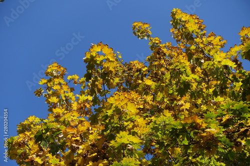 Foliage of Norway maple against blue sky in October photo