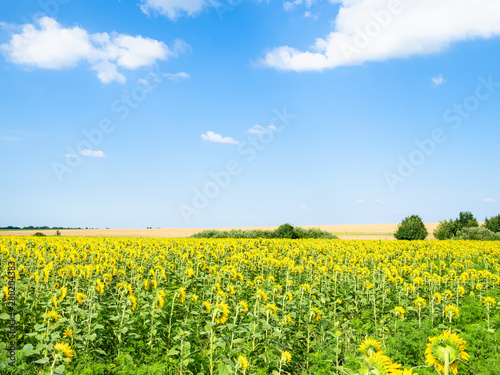 blue sky with white clouds over sunflower field
