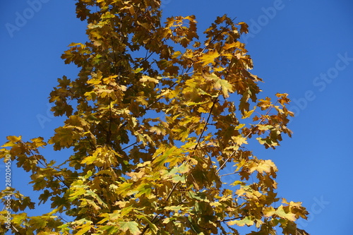 Upright branches of maple with autumnal foliage against blue sky