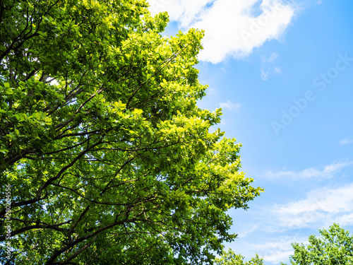 lush foliage of oak tree and blue sky