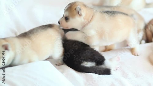 cute siberian husky puppies play with each other