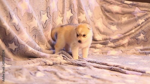 Cute little Husky puppies playing. Babies dogs funny and comical. Animals Pets - happiness for people.