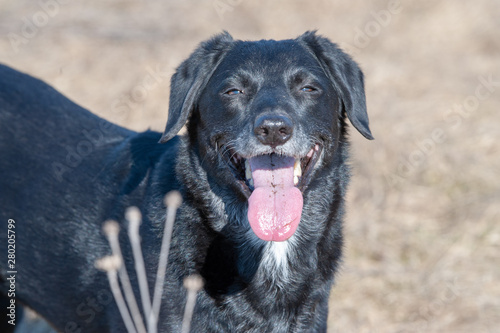 Happy and smiling black old dog on a field enjoying of sunny day.