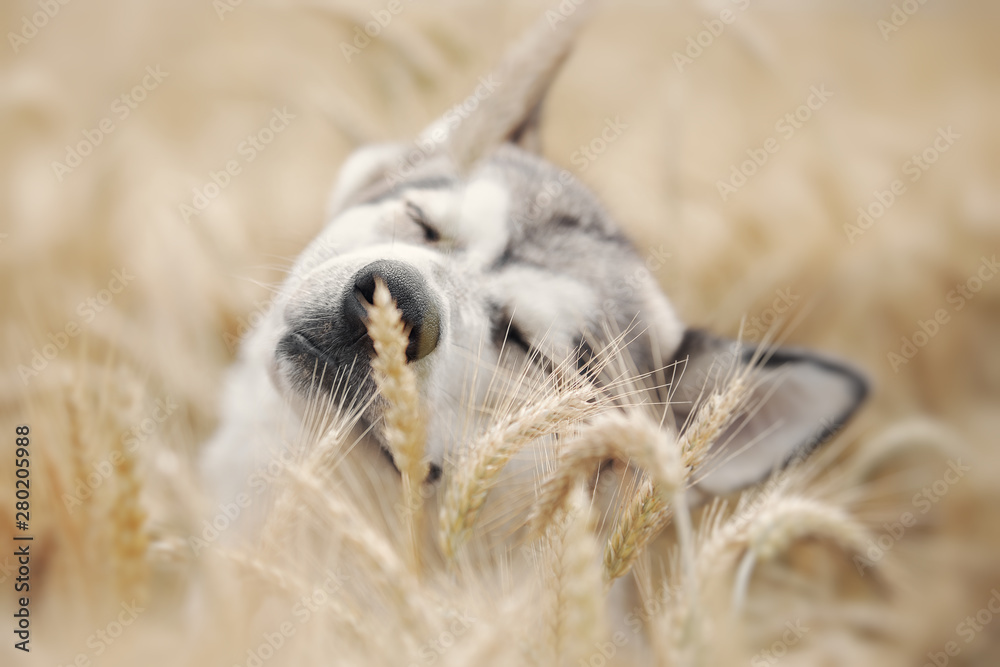 Gray dog playing in a wheat