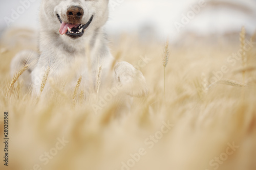 Gray dog playing in a wheat