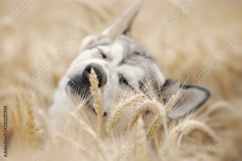 Gray dog playing in a wheat 