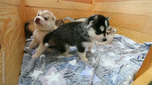 7 siberian husky puppies on a wood background