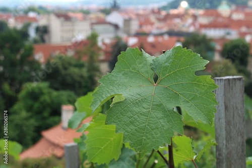 Rebblatt