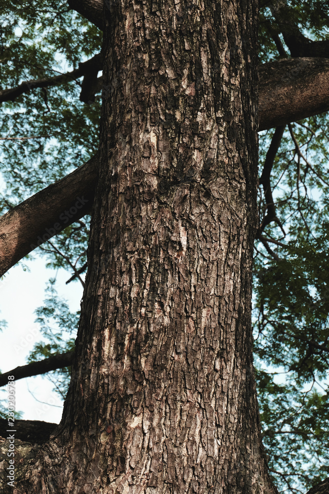 bark of big tree trunk