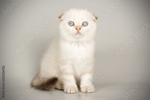 Scottish fold shorthair cat on colored backgrounds