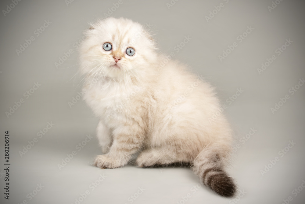 Scottish fold longhair cat on colored backgrounds