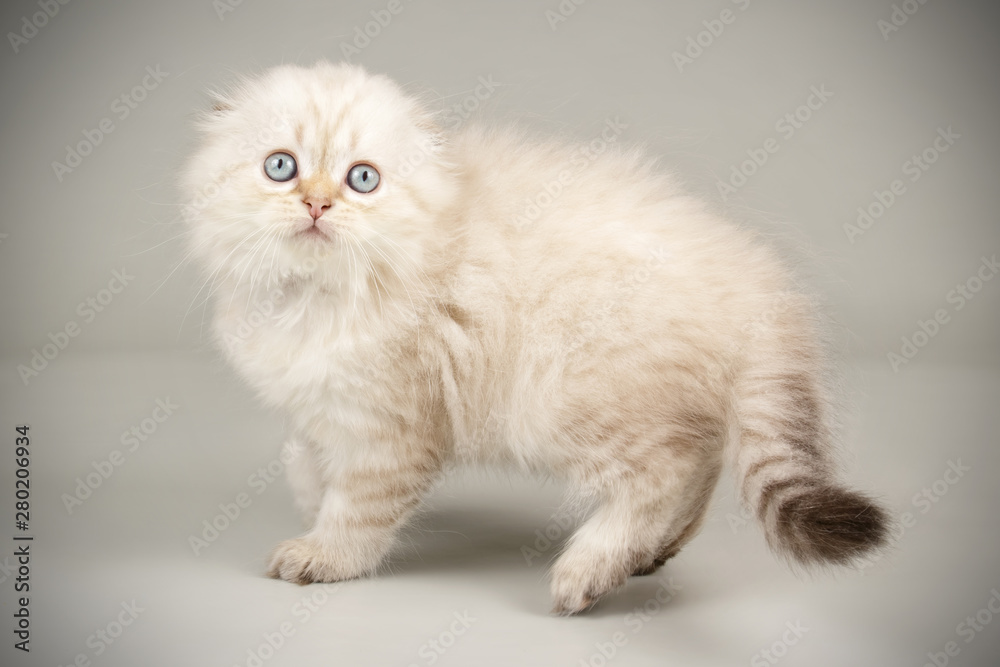 Scottish fold longhair cat on colored backgrounds