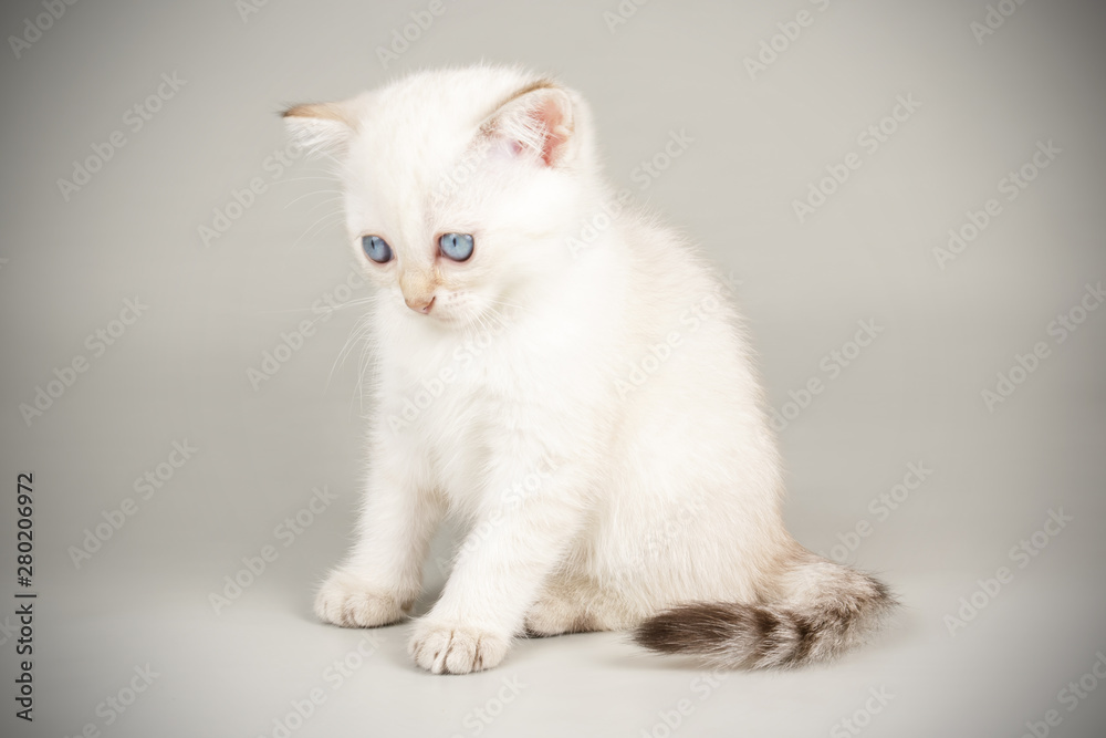 Scottish straight shorthair cat on colored backgrounds