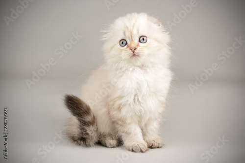 Fototapeta Naklejka Na Ścianę i Meble -  Scottish fold longhair cat on colored backgrounds