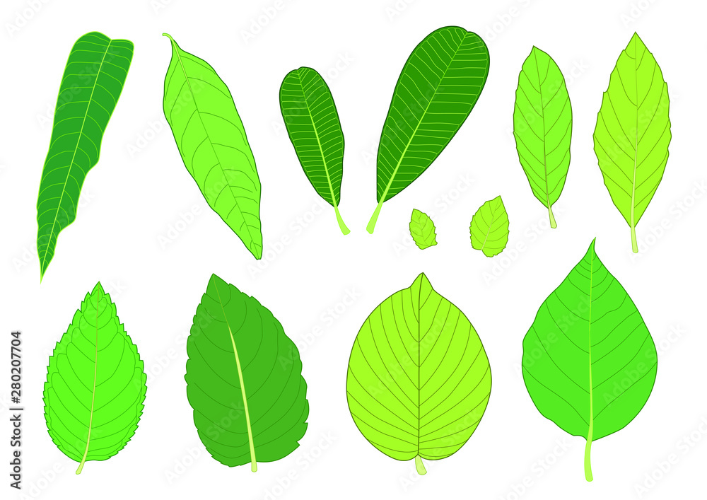Green Leaves fresh abstract isolated on white background illustration vector Green Leaves fresh abstract isolated on white background illustration vector