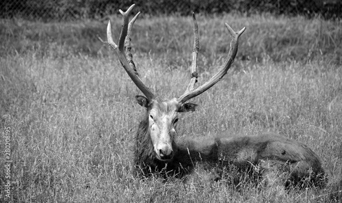 Fototapeta Naklejka Na Ścianę i Meble -  Pere David's deer, also known as the milu or elaphure, is a species of deer that is currently extinct in the wild all known specimens are found only in captivity.
