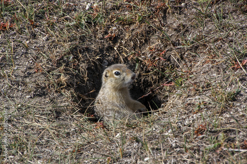 Cute gopher looks out of the hole in the steppe. Around dry grass