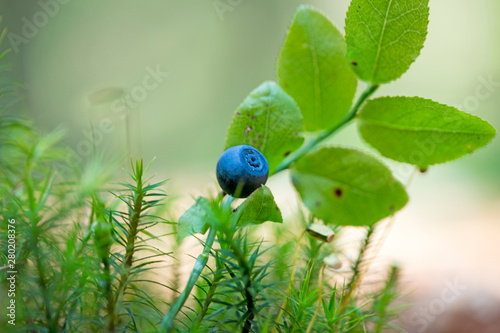Wild forest fruits botanical identity macro background fine art in high quality prints products fifty megapixels Vaccinium myrtillus family Ericaceae