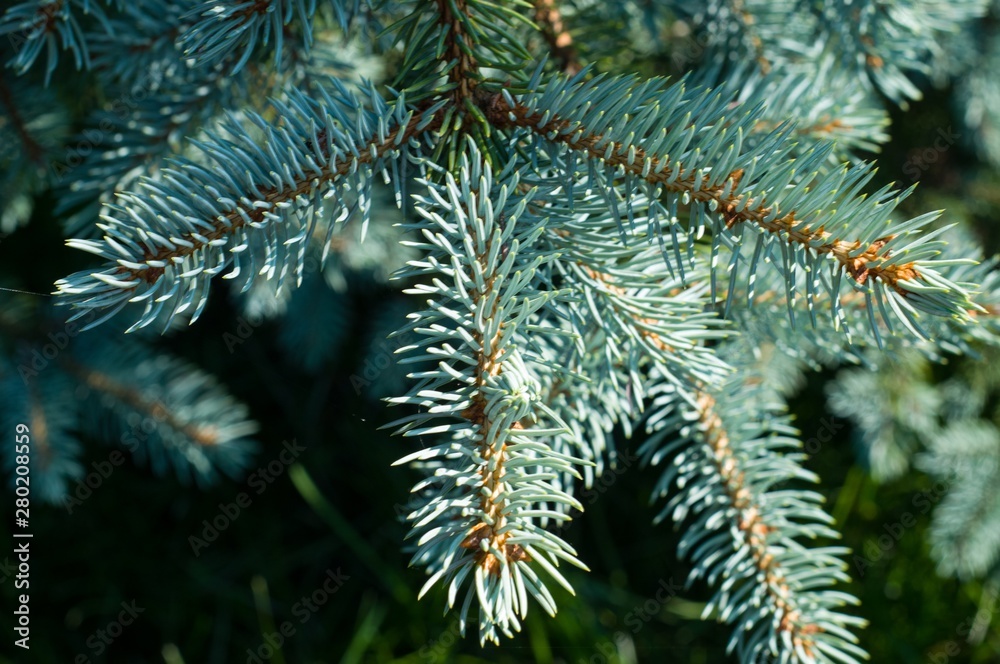 branch of a tree branch of a tree