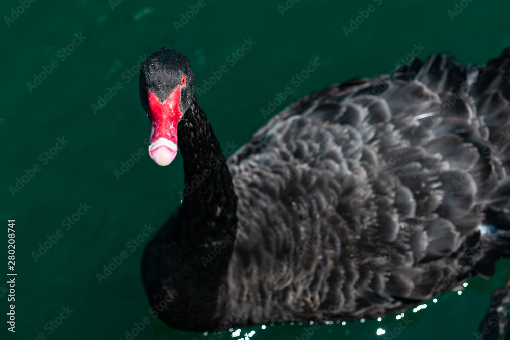 Fototapeta premium black swan