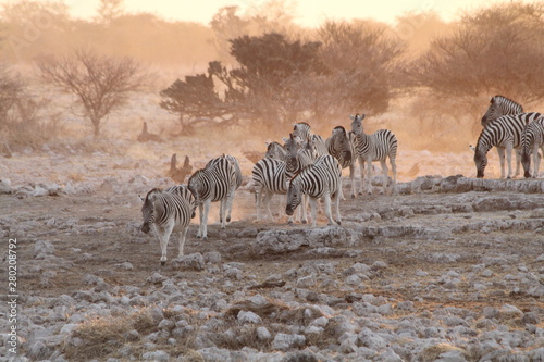 Faszination Afrika