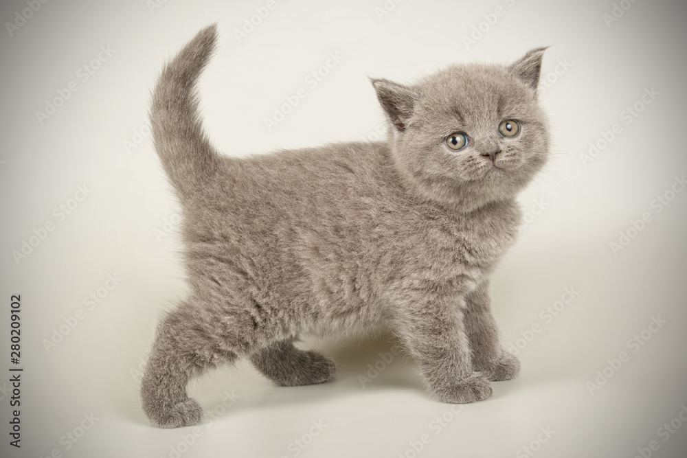 British shorthair cat on colored backgrounds