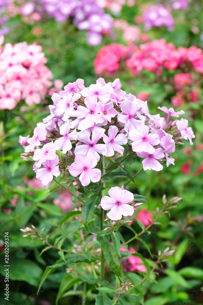 Blooming multicolored phloxes on the background of green lawn in the park in summer Blooming multicolored phloxes on the background of green lawn in the park in summer