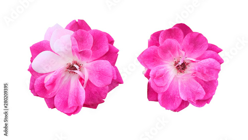 Two flowers of bright pink climbing rose isolated on white background, floral set.