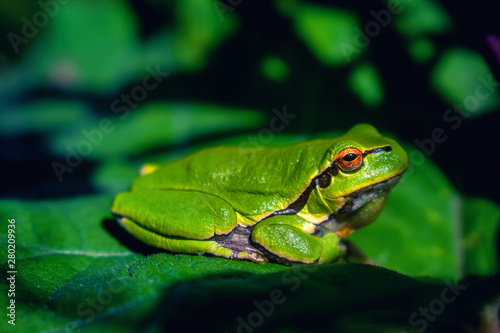 Green tree frog on burdock leaf