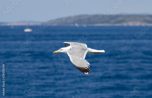 Seagull flying over blue water background. Adriatic sea, Croatia