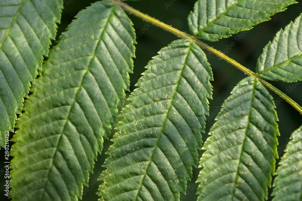 Texture of oblong leaves of a green perennial shrub close up Texture of oblong leaves of a green perennial shrub close up