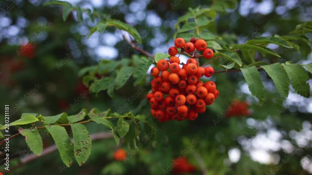 Closeup view of red rowan berries hanging at branch of tree growing outdoor in countryside garden. Real time full hd video footage. Closeup view of red rowan berries hanging at branch of tree growing outdoor in countryside garden. Real time full hd video footage.