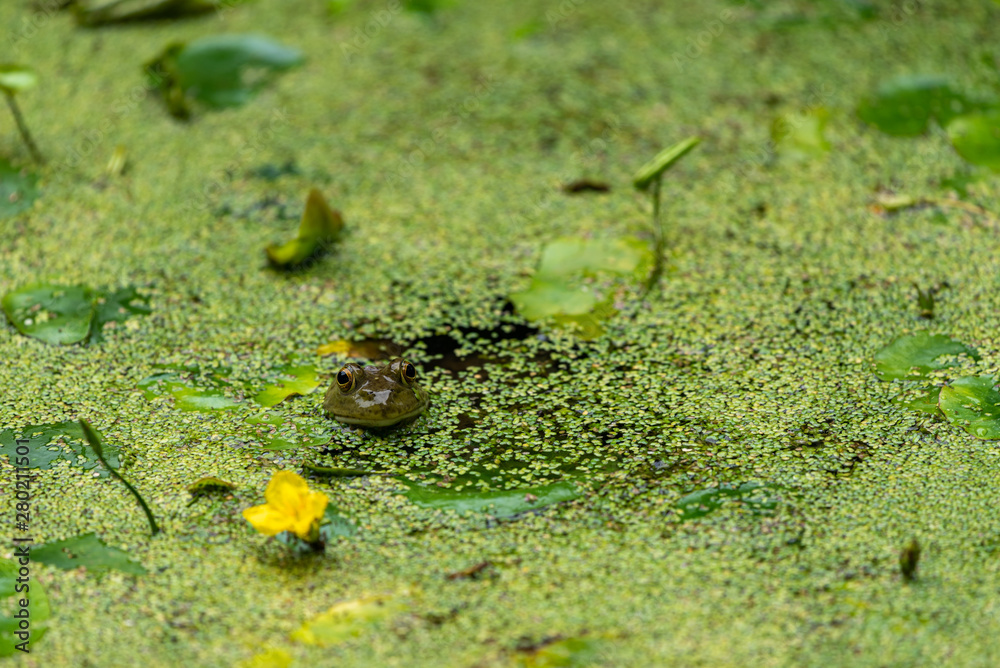Great duckweed and floating frog Great duckweed and floating frog