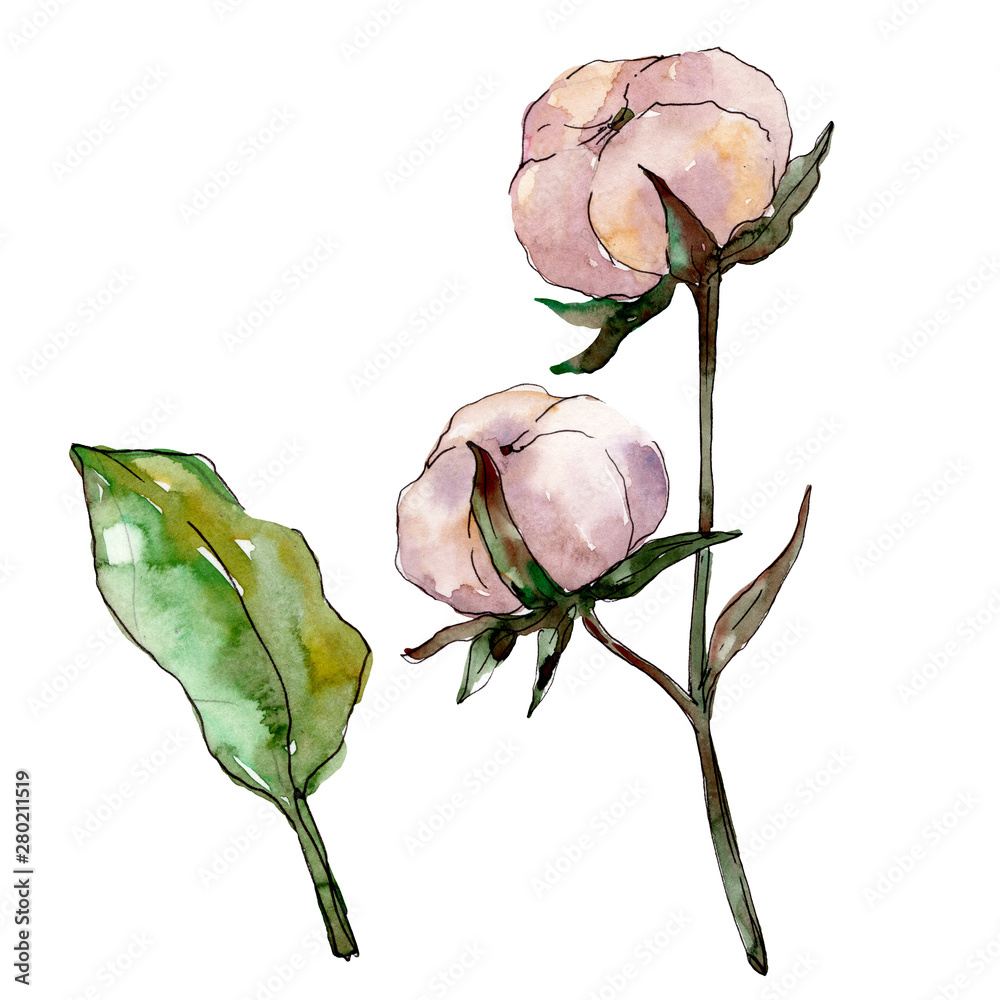Fototapeta premium Cotton floral botanical flower. Watercolor background illustration set. Isolated cotton illustration element.