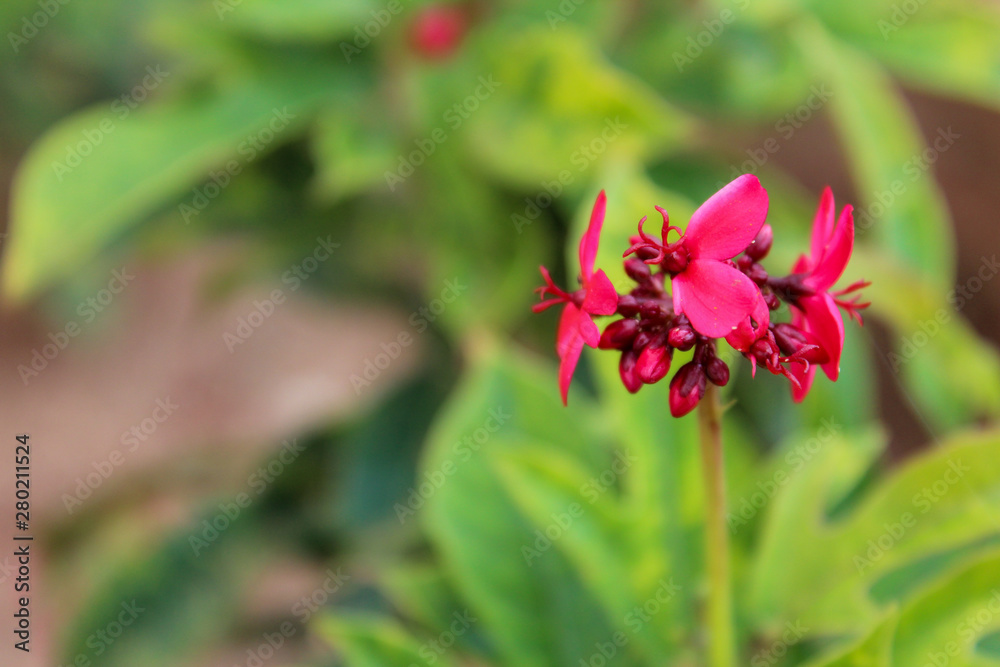 Fototapeta premium Beautiful Red flowers in bloom