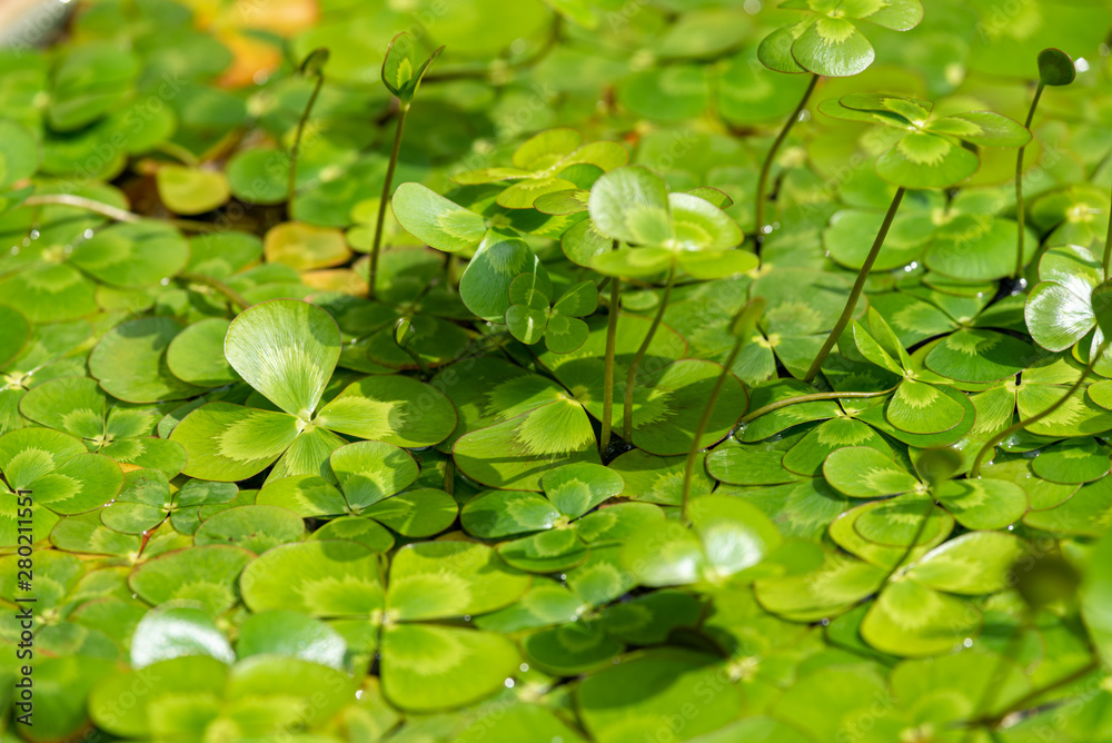 Close up Water clover, Marsilea Close up Water clover, Marsilea