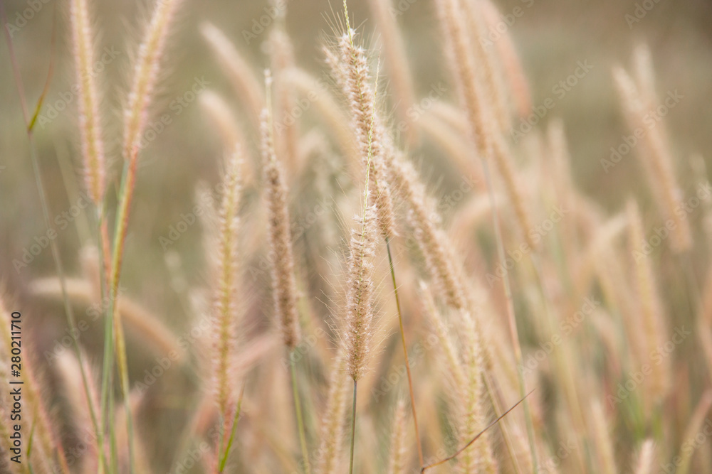 Fototapeta premium close-up of long grass moving in wind. meadow reed background.