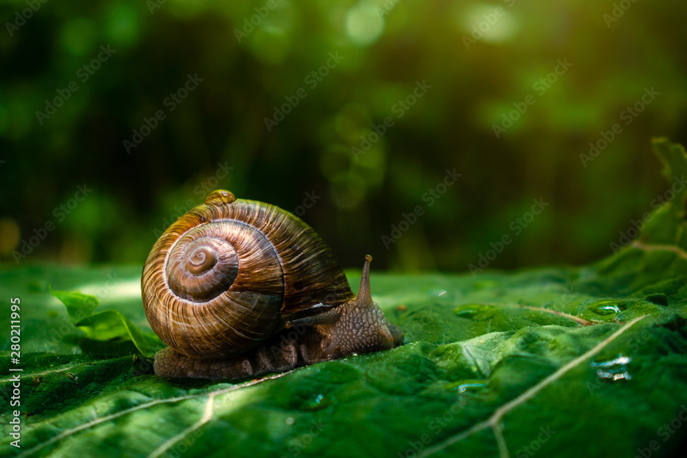 Large snail on green burdock leaf Large snail on green burdock leaf