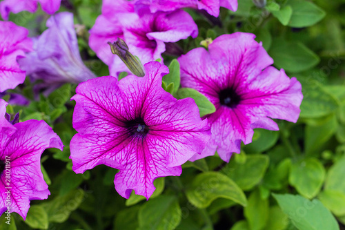Flower Bed with purple petunias, close up, Petunia flowers bloom, petunia blossom