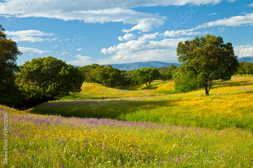 Tableau sur toile Dehesa de Encinas en primavera, Parque Nacional de Monfragüe, Cáceres, Extremadu