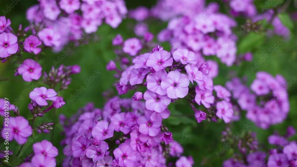 Closeup top view of beautiful purple flowers growing outdoor in garden. Real time full hd video footage. Closeup top view of beautiful purple flowers growing outdoor in garden. Real time full hd video footage.