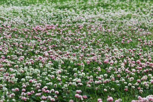 Trifolium repens and Trifolium pratense. A lawn densely overgrown with clover. grass shearing lawn mowers.